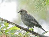 _MG_7396 Brown-headed Cowbird.jpg