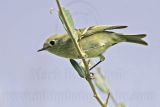 _MG_7473 Ruby-crowned Kinglet.jpg