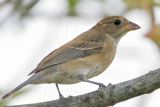 _MG_8006 Indigo Bunting.jpg