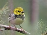 _MG_1957 Black-throated Green Warbler.jpg