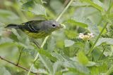 _MG_1879 Magnolia Warbler.jpg