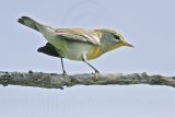 _MG_0768 Northern Parula.jpg
