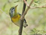 _MG_1499 Northern Parula.jpg