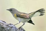 _MG_1416 American Redstart.jpg