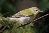 _MG_0837 Tennessee Warbler.jpg
