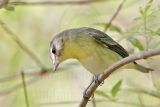 _MG_1819 Philadelphia Vireo.jpg
