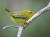 _MG_2527 Wilsons Warbler.jpg