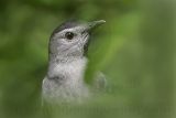 _MG_1335 Gray Catbird.jpg