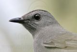 _MG_2099 Gray Catbird.jpg