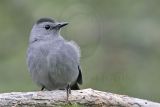 _MG_2605 Gray Catbird.jpg