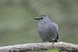 _MG_2611 Gray Catbird.jpg