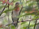 _MG_0704 Rose-breasted Grosbeak.jpg