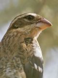 _MG_0732 Rose-breasted Grosbeak.jpg