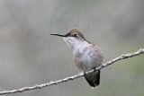 _MG_0471 Ruby-throated Hummingbird.jpg