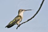 _MG_0686 Ruby-throated Hummingbird.jpg