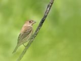 _MG_0642 Indigo Bunting.jpg