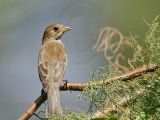 _MG_1376 Indigo Bunting.jpg