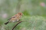 _MG_2219 Indigo Bunting.jpg