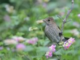 _MG_2592 Indigo Bunting.jpg
