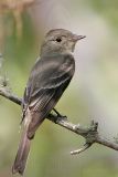 _MG_1246 Eastern Wood-Pewee.jpg