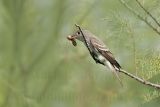 _MG_2178 Eastern Wood-Pewee.jpg