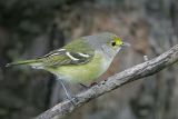 _MG_2453 White-eyed Vireo.jpg