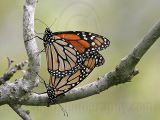 _MG_1889 Monarch.jpg