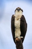 _MG_0105 Osprey.jpg