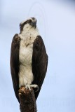 _MG_0110 Osprey.jpg