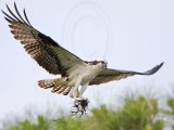 _MG_0127 Osprey.jpg