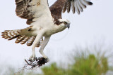 _MG_0128 Osprey.jpg