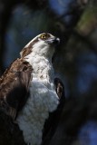 _MG_1153 Osprey.jpg