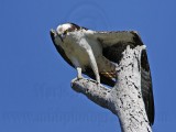 _MG_2971 Osprey.jpg