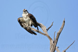 _MG_3561 Osprey.jpg
