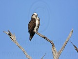 _MG_3601 Osprey.jpg