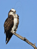 _MG_3601crop Osprey.jpg