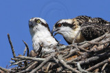 Osprey - Eye colors: adult & young
