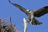 _MG_1962 Osprey.jpg