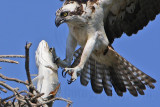 _MG_1963 Osprey.jpg