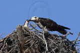 _MG_2286 Osprey.jpg