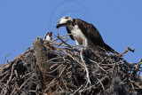 _MG_2415 Osprey.jpg