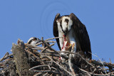 _MG_2481 Osprey.jpg