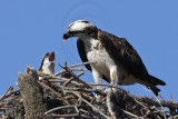 _MG_2493 Osprey.jpg