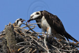 _MG_2632 Osprey.jpg