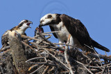 _MG_2694 Osprey.jpg