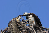 _MG_2959 Osprey.jpg