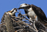 _MG_2996 Osprey.jpg