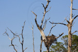 _MG_3265 Osprey.jpg
