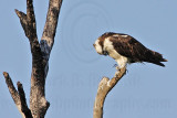 Osprey - Checking and cleaning feet