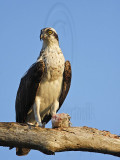 _MG_3880 Osprey.jpg